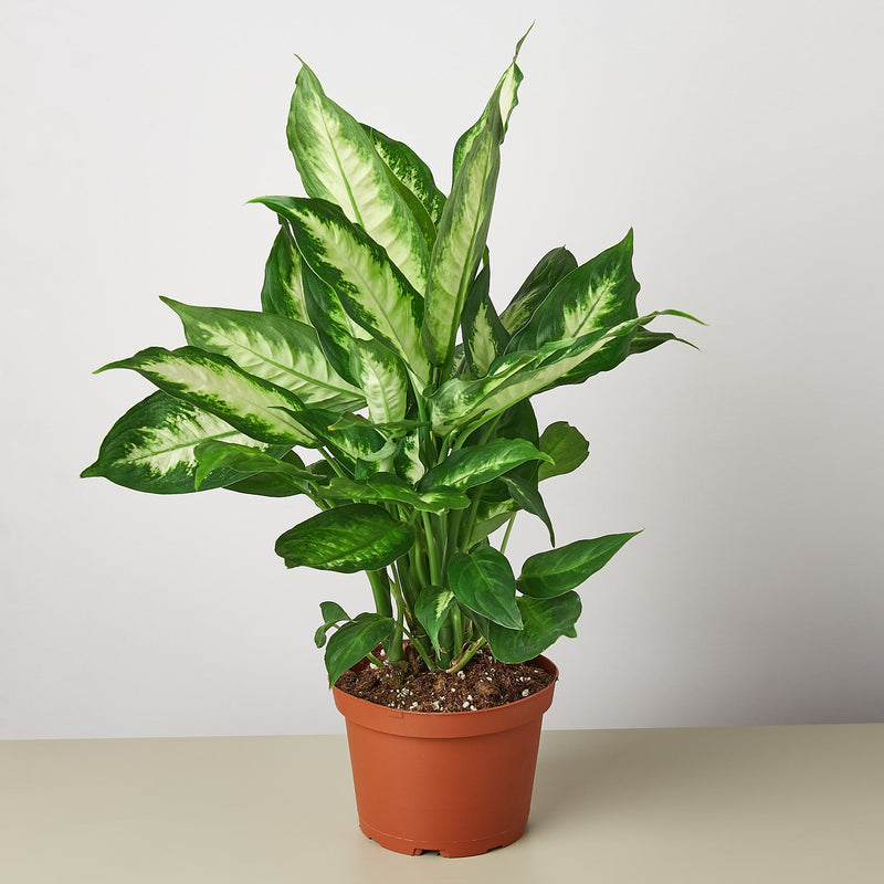 Load image into Gallery viewer, Dieffenbachia Camille
