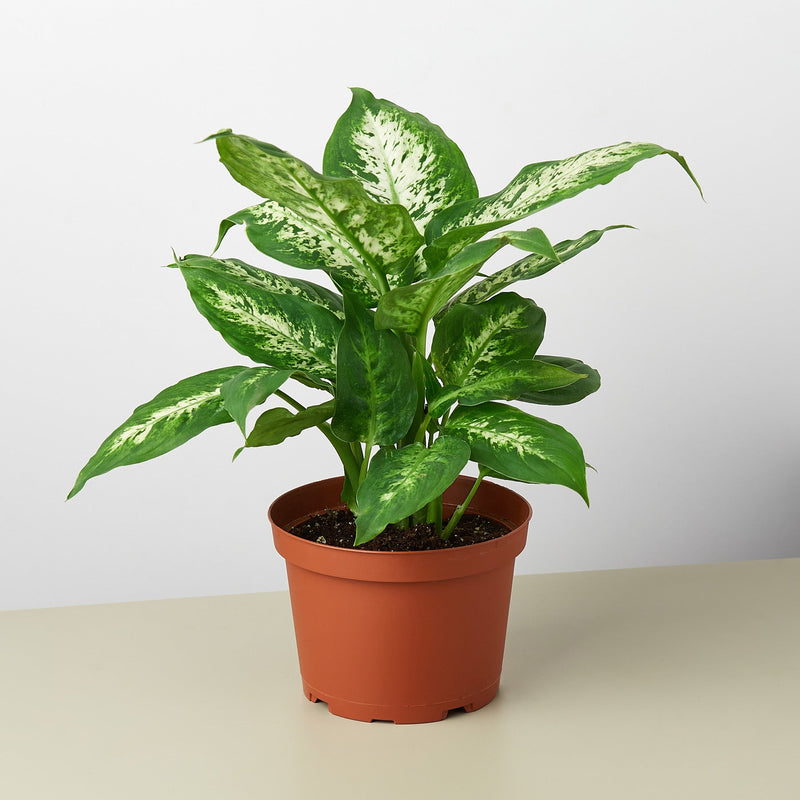 Load image into Gallery viewer, Dieffenbachia 'Tropic Snow'
