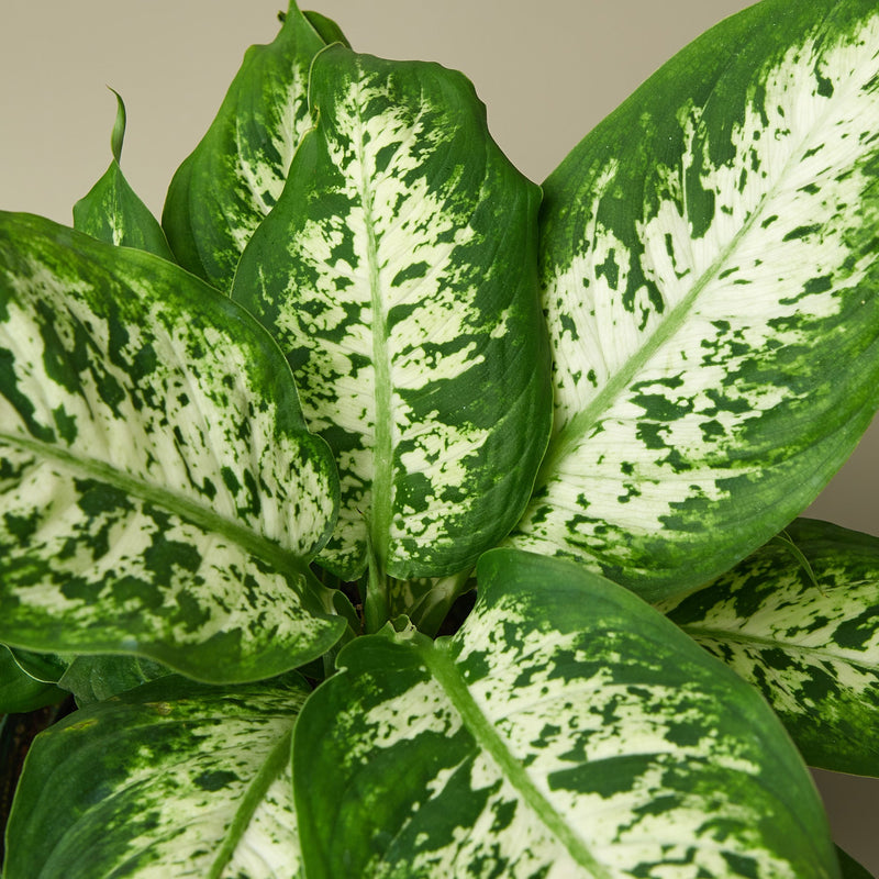 Load image into Gallery viewer, Dieffenbachia 'Tropic Snow'
