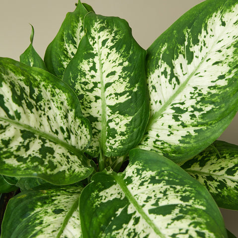 Dieffenbachia 'Tropic Snow', detail view