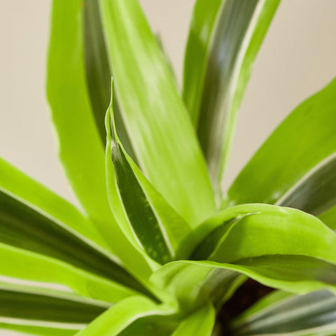 Dracaena 'Lemon Lime', additional product view 2