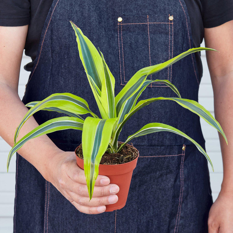 Load image into Gallery viewer, Dracaena 'Lemon Lime'
