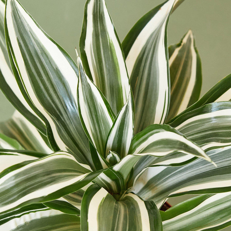 Load image into Gallery viewer, Dracaena Warneckii 'White Jewel'
