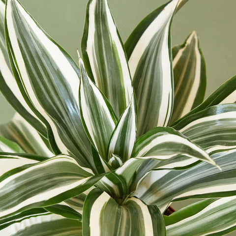 Dracaena Warneckii 'White Jewel', additional product view 2