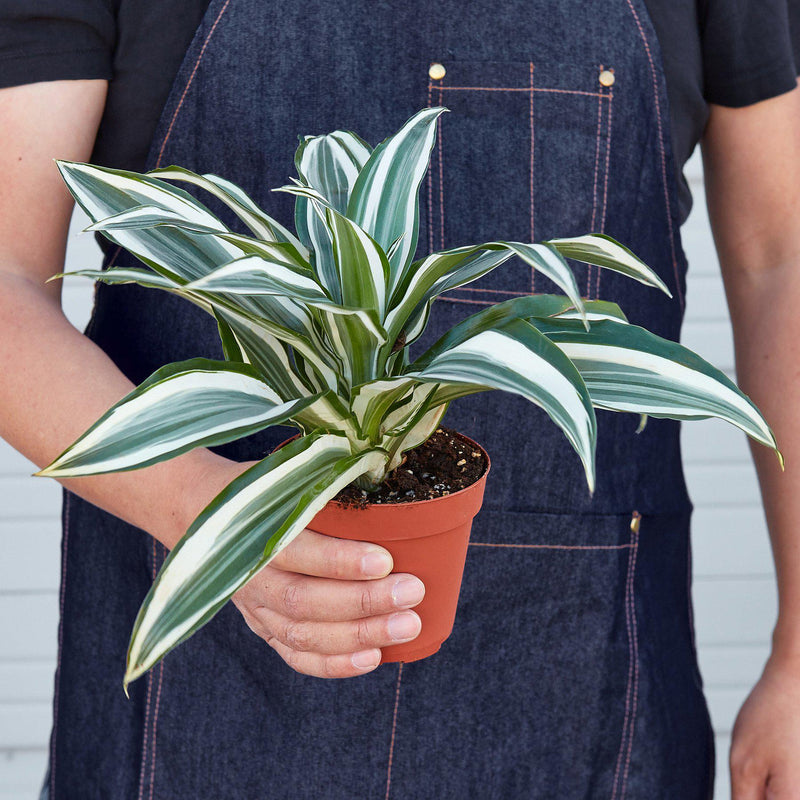 Load image into Gallery viewer, Dracaena Warneckii 'White Jewel'
