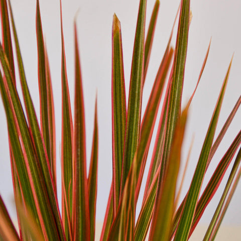 Dracaena 'Colorama', additional product view 2