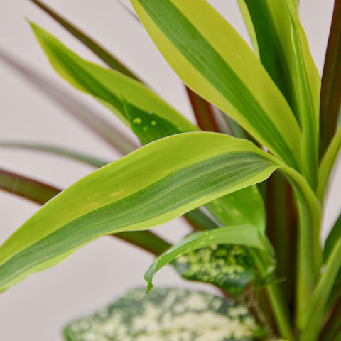 Dracaena 'Combo', additional product view 2