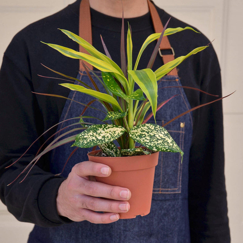 Load image into Gallery viewer, Dracaena 'Combo'
