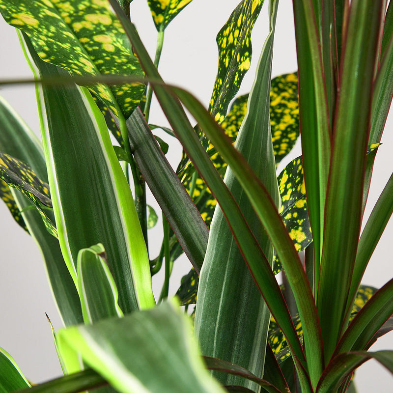 Load image into Gallery viewer, Dracaena 'Combo'

