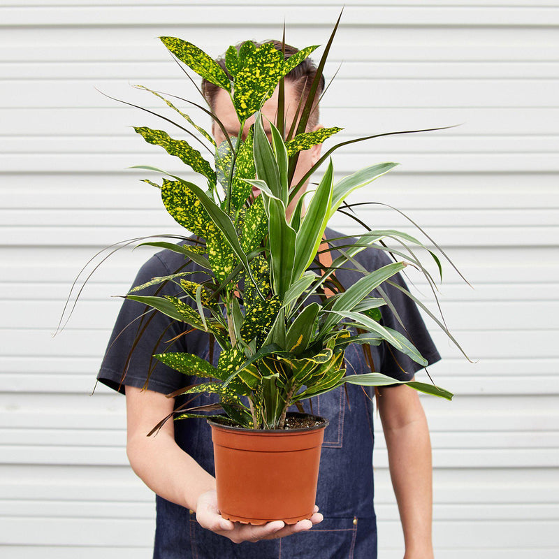 Load image into Gallery viewer, Dracaena 'Combo'
