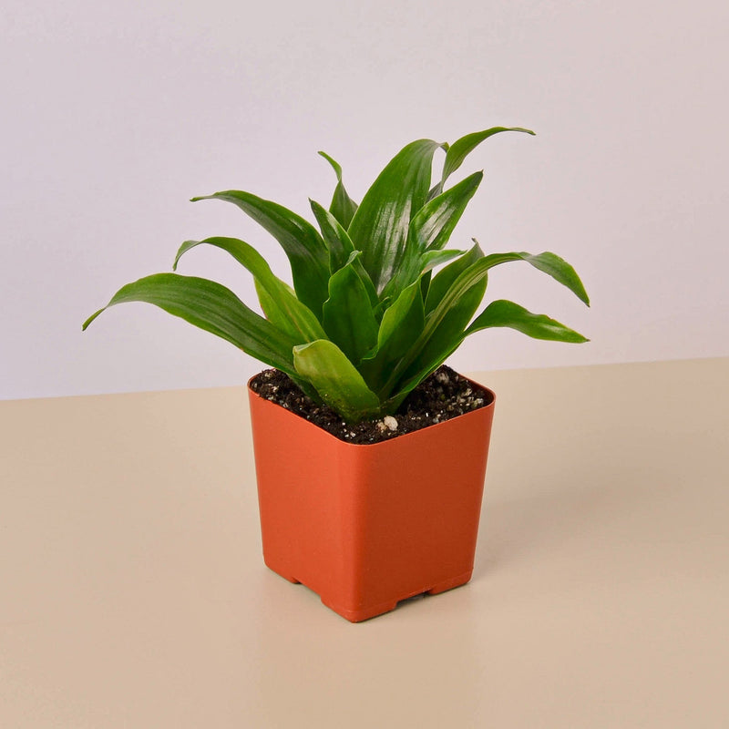 Load image into Gallery viewer, 3" Tropical Plant Variety Bundle
