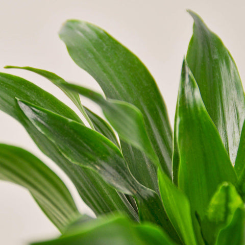 Dracaena 'Janet Craig', additional product view 2