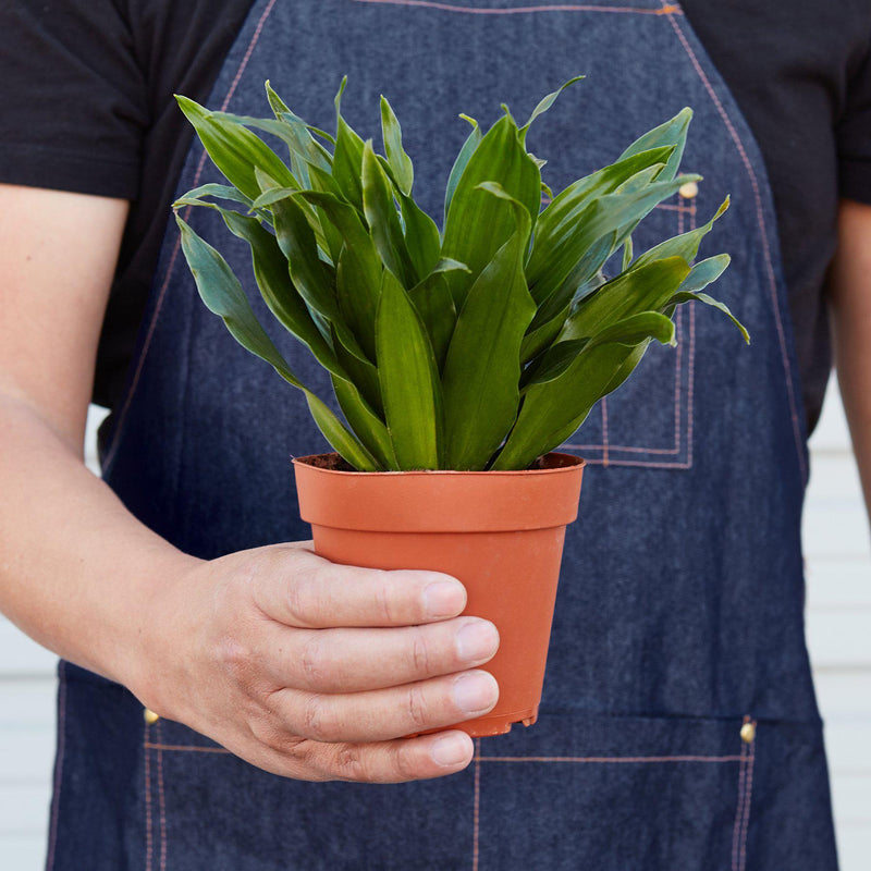 Load image into Gallery viewer, Dracaena 'Janet Craig'
