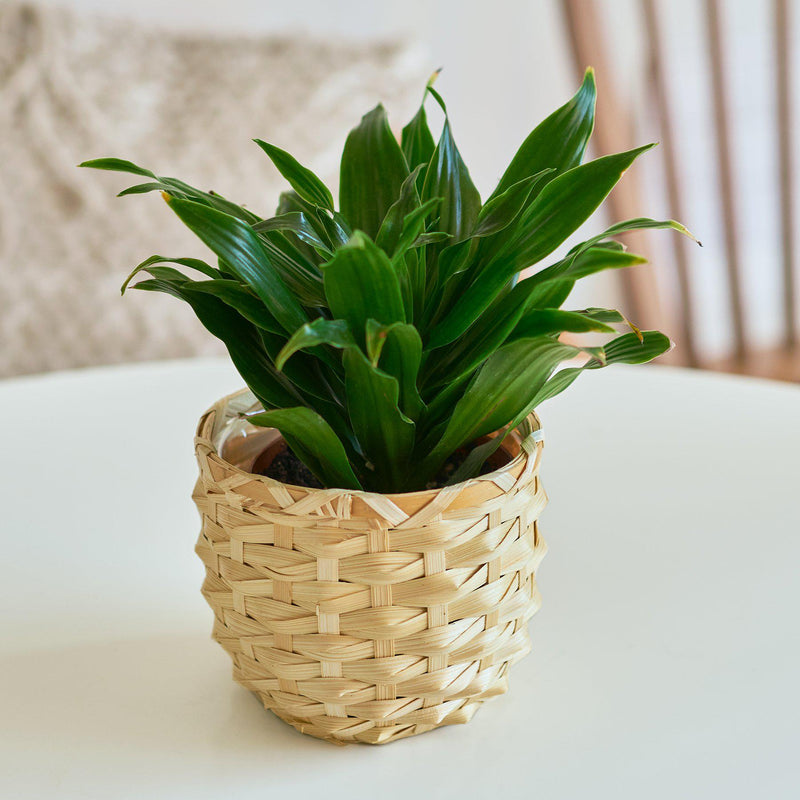 Load image into Gallery viewer, Dracaena 'Janet Craig'
