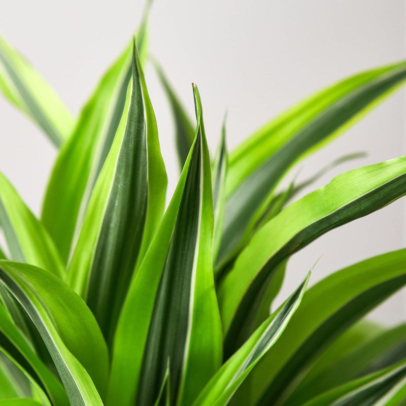 Load image into Gallery viewer, Dracaena 'Lemon Lime'
