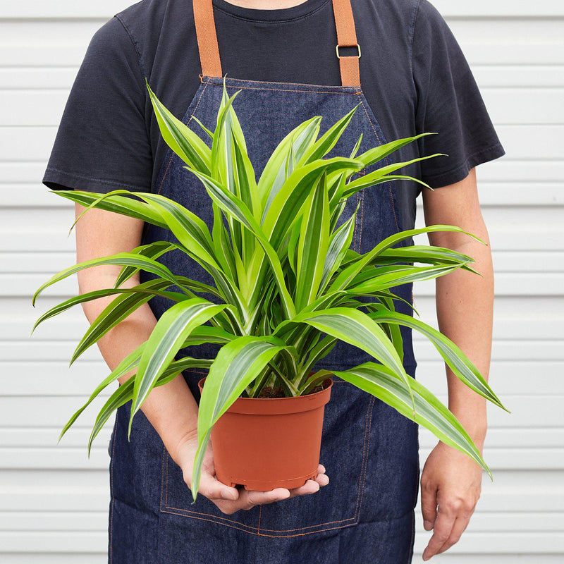 Load image into Gallery viewer, Dracaena 'Lemon Lime'
