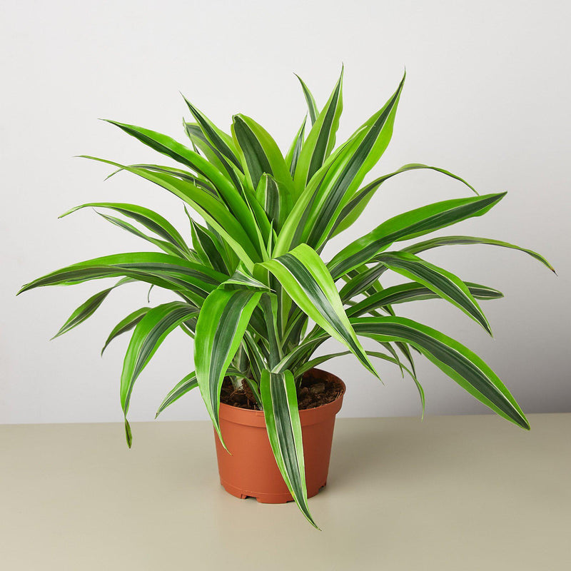 Load image into Gallery viewer, Dracaena 'Lemon Lime'
