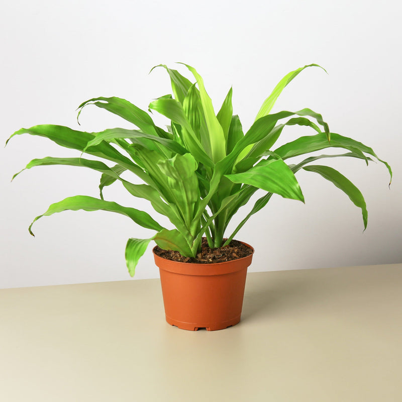 Load image into Gallery viewer, Dracaena 'Lime Light'
