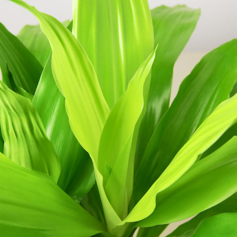 Dracaena 'Lime Light', detail view