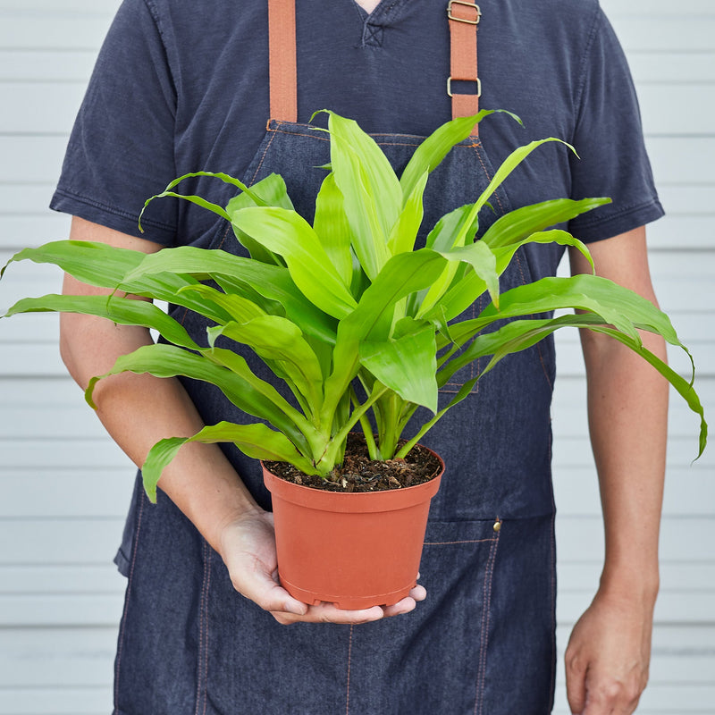 Load image into Gallery viewer, Dracaena 'Lime Light'
