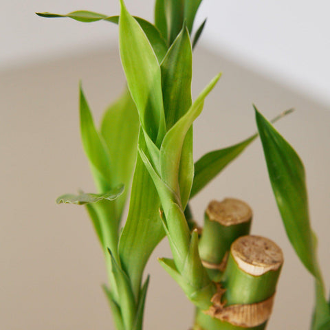 Dracaena 'Lucky Bamboo', additional product view 2