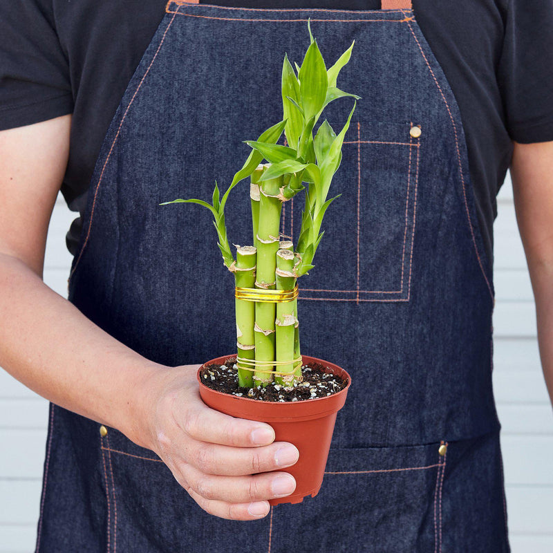Load image into Gallery viewer, Dracaena 'Lucky Bamboo'
