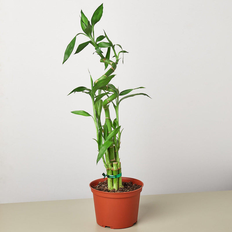Load image into Gallery viewer, Dracaena 'Lucky Bamboo'
