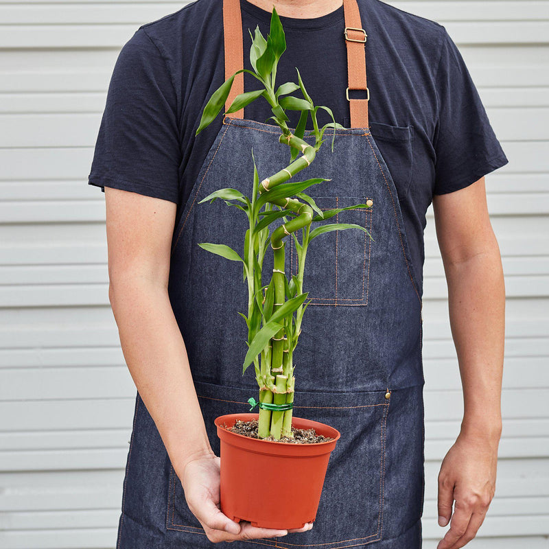 Load image into Gallery viewer, Dracaena 'Lucky Bamboo'
