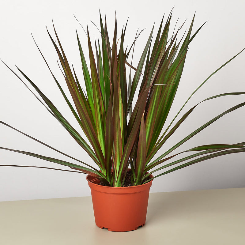 Load image into Gallery viewer, Dracaena 'Marginata Magenta'

