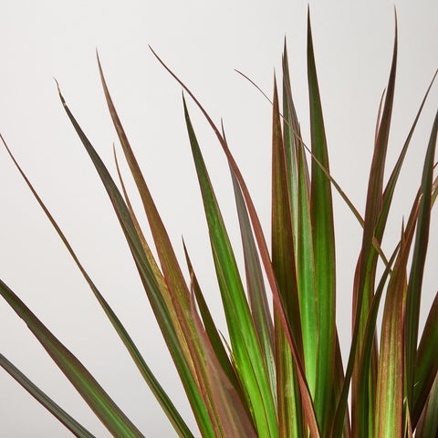 Dracaena 'Marginata Magenta', detail view