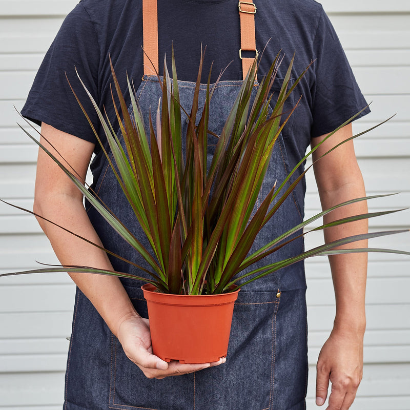 Load image into Gallery viewer, Dracaena 'Marginata Magenta'
