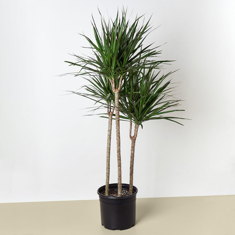 Load image into Gallery viewer, Dracaena 'Marginata Cane'
