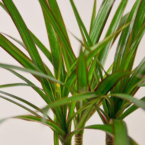 Dracaena 'Marginata Cane', additional product view 2