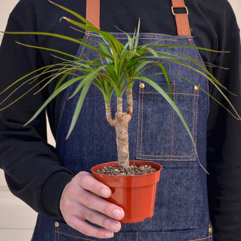 Load image into Gallery viewer, Dracaena 'Marginata Cane'
