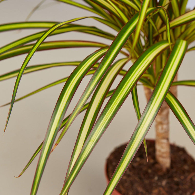 Load image into Gallery viewer, Dracaena Marginata 'Sunshine'

