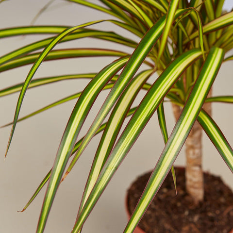 Dracaena Marginata 'Sunshine', additional product view 2