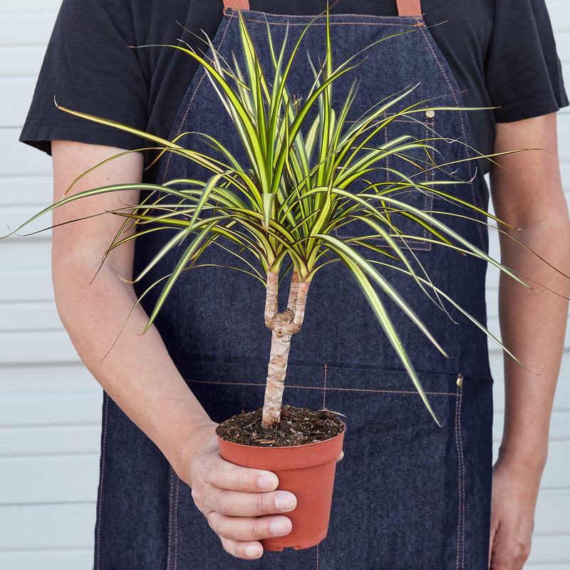 Load image into Gallery viewer, Dracaena Marginata 'Sunshine'

