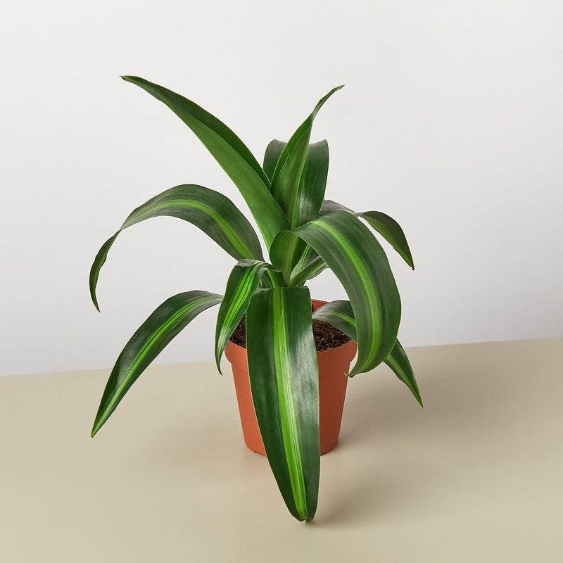 Load image into Gallery viewer, Dracaena 'Massangeana'
