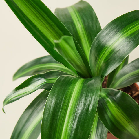 Dracaena 'Massangeana', detail view
