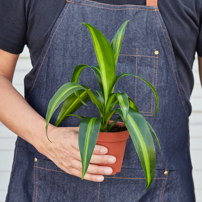 Load image into Gallery viewer, Dracaena 'Massangeana'
