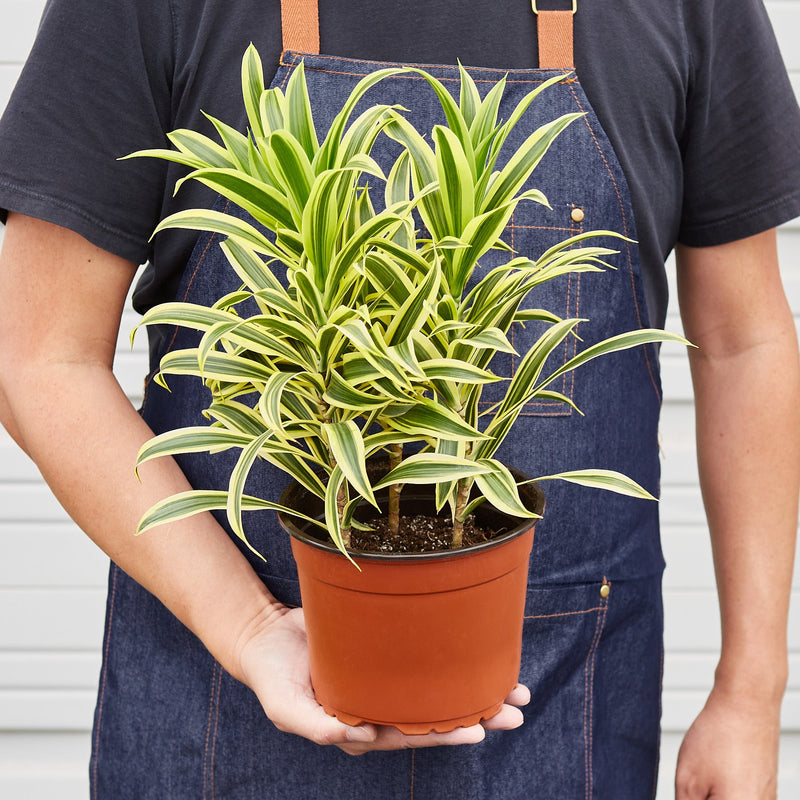 Load image into Gallery viewer, Dracaena Song of India
