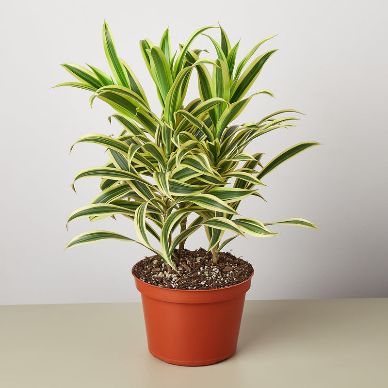 Load image into Gallery viewer, Dracaena Song of India
