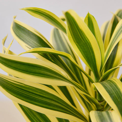 Dracaena Song of India, additional product view 2