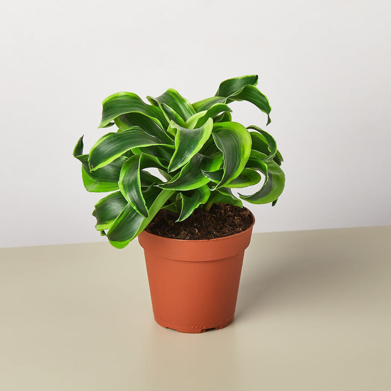 Load image into Gallery viewer, Dracaena 'Tornado'
