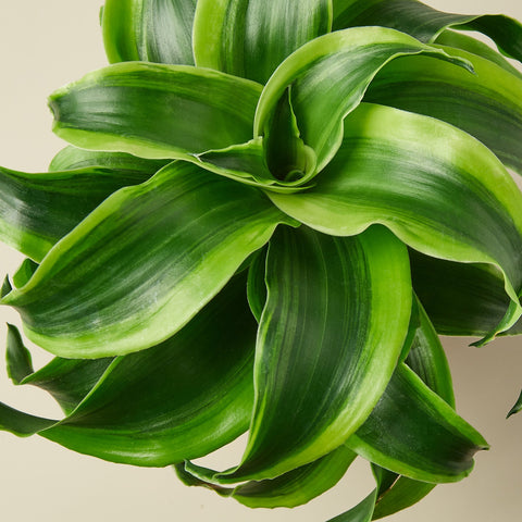 Dracaena 'Tornado', detail view