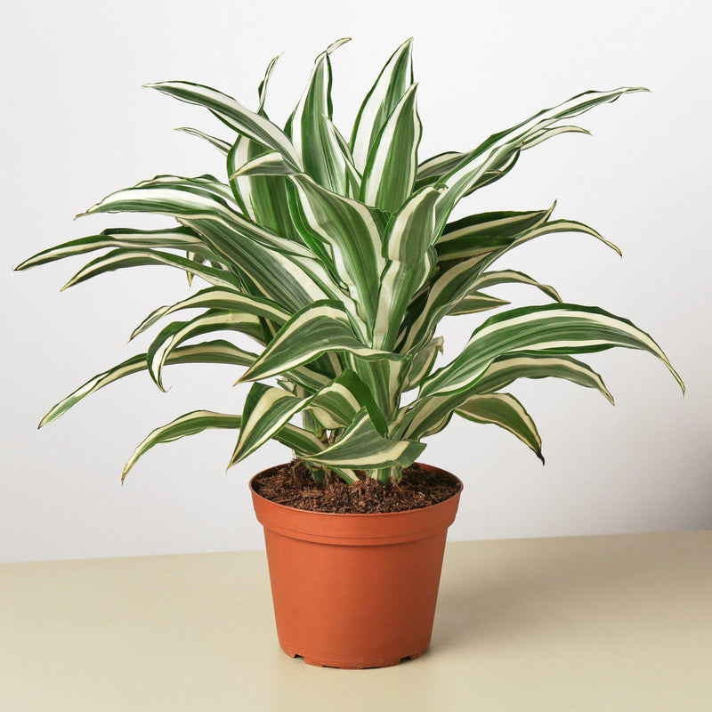 Load image into Gallery viewer, Dracaena Warneckii 'White Jewel'
