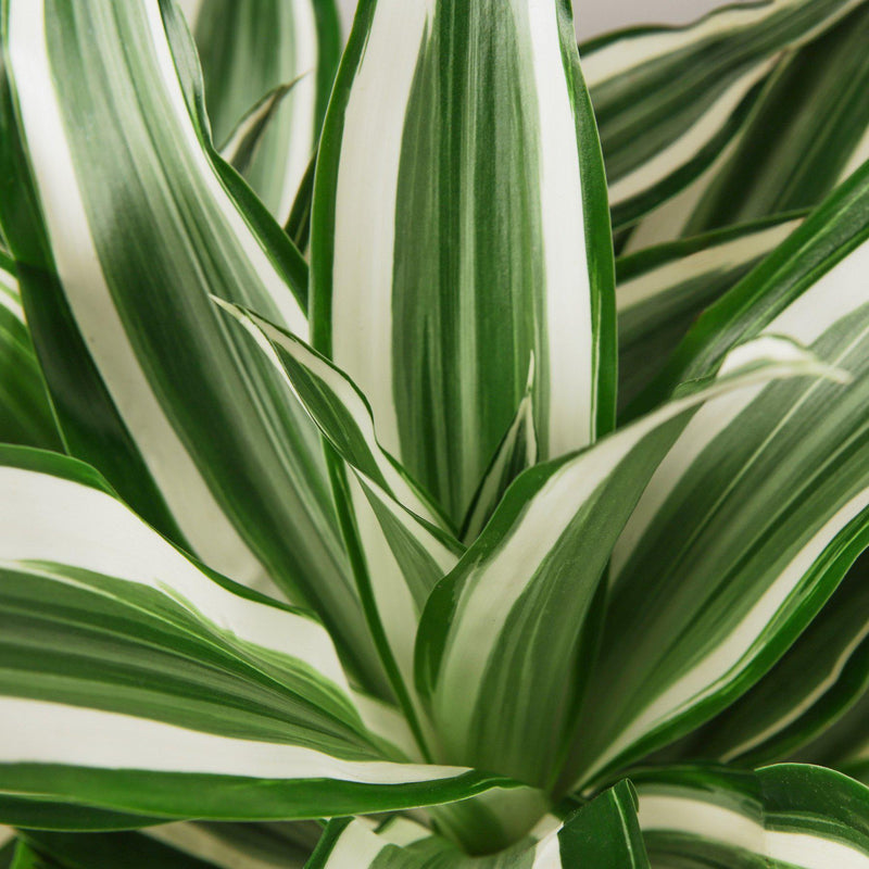 Load image into Gallery viewer, Dracaena Warneckii 'White Jewel'
