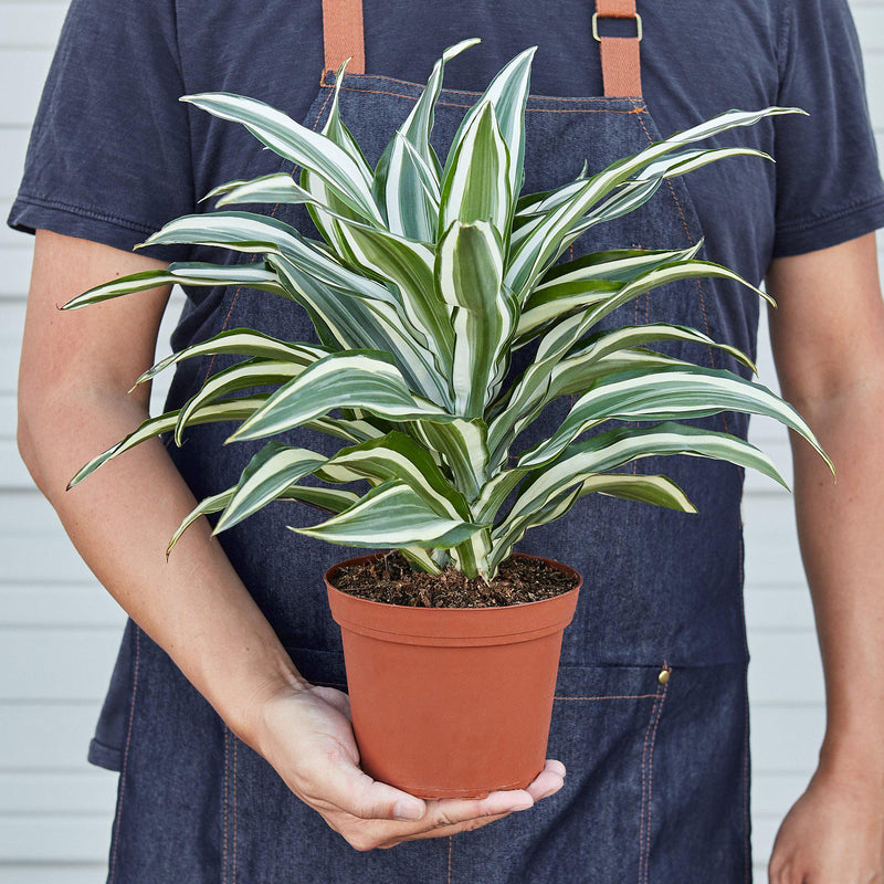 Load image into Gallery viewer, Dracaena Warneckii 'White Jewel'
