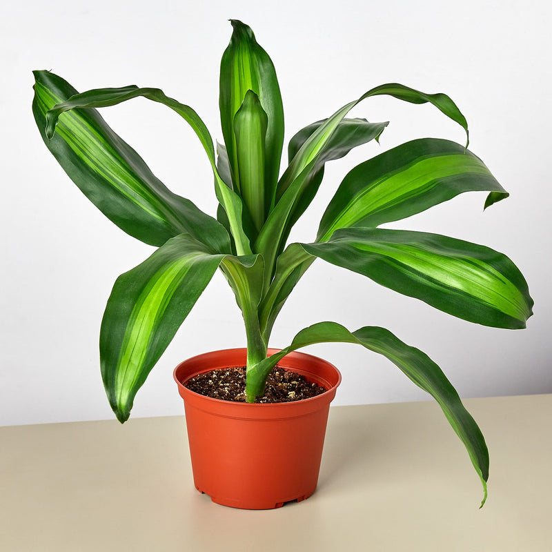 Load image into Gallery viewer, Dracaena 'Massangeana'

