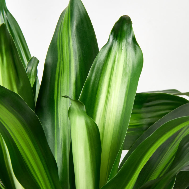 Load image into Gallery viewer, Dracaena 'Massangeana'
